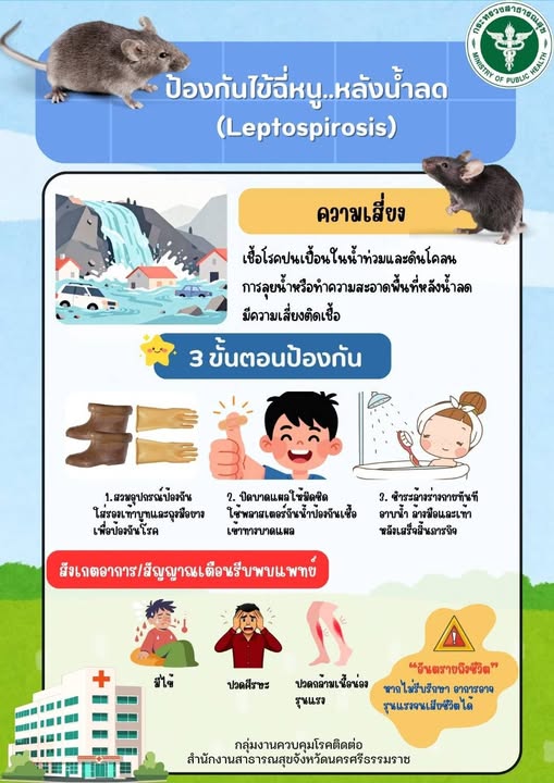 ป้องกันไข้ฉี่หนู...หลังน้ำลด🐭🐭